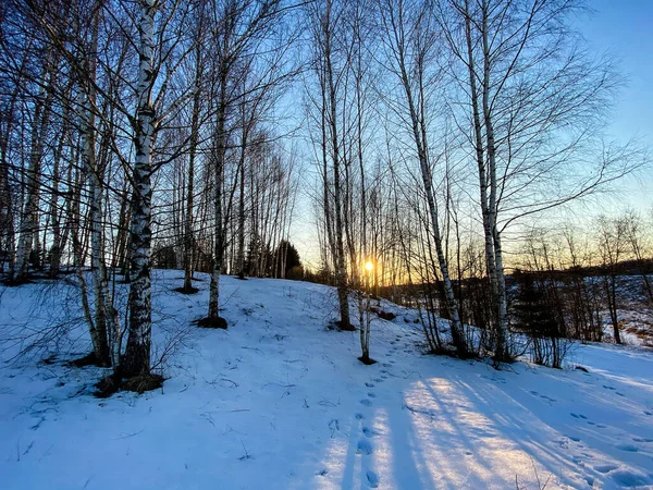 Fotografia Natureza Inverno Uma Floresta Nevada — Fotografia de Stock