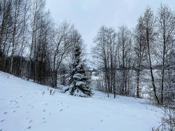 Fotografia Natureza Inverno Uma Floresta Nevada — Fotografia de Stock