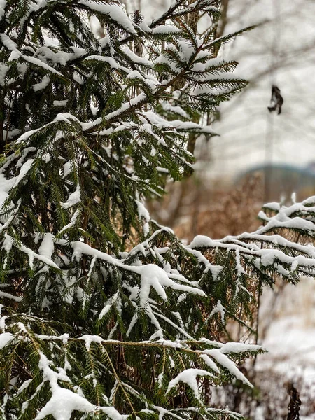 Fotografía Naturaleza Invernal Bosque Nevado —  Fotos de Stock