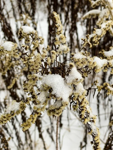 Fotografia Della Natura Invernale Una Foresta Innevata — Foto Stock