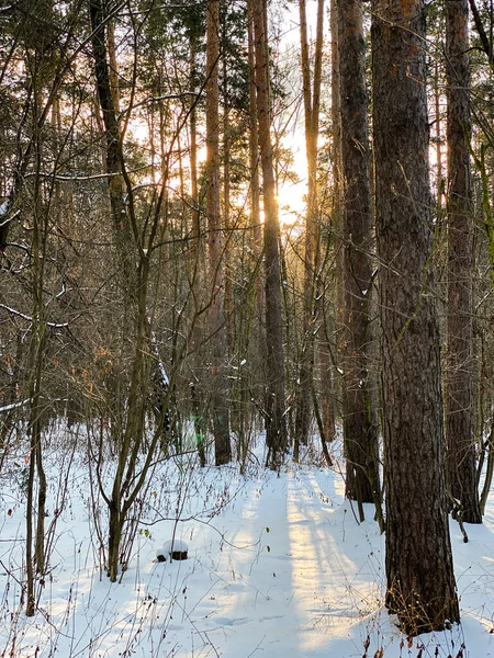 Fotografía Naturaleza Invernal Bosque Nevado —  Fotos de Stock