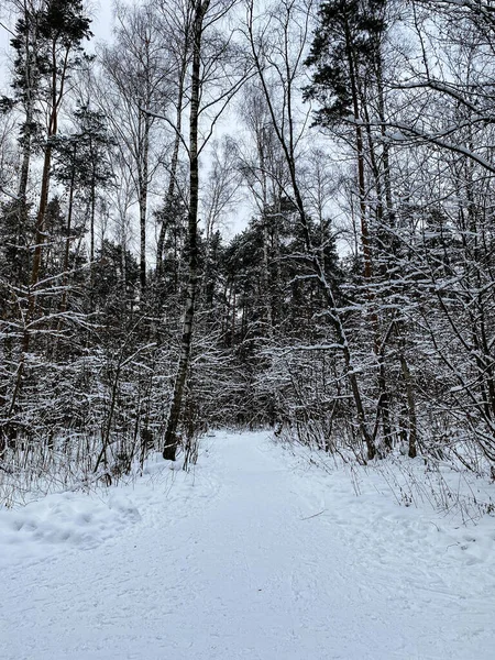 Fotografía Naturaleza Invernal Bosque Nevado —  Fotos de Stock