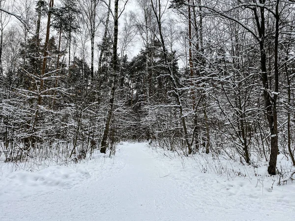 Fotografia Natureza Inverno Uma Floresta Nevada — Fotografia de Stock