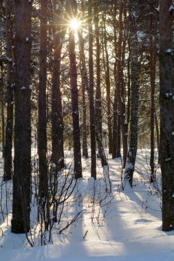 Karlı bir kış ormanında güneşli, soğuk bir gün.