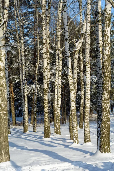 Soleado Día Helado Bosque Invierno Nevado —  Fotos de Stock