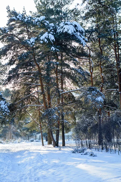 Soleado Día Helado Bosque Invierno Nevado —  Fotos de Stock