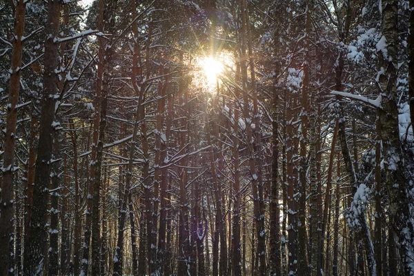 Soleado Día Helado Bosque Invierno Nevado —  Fotos de Stock