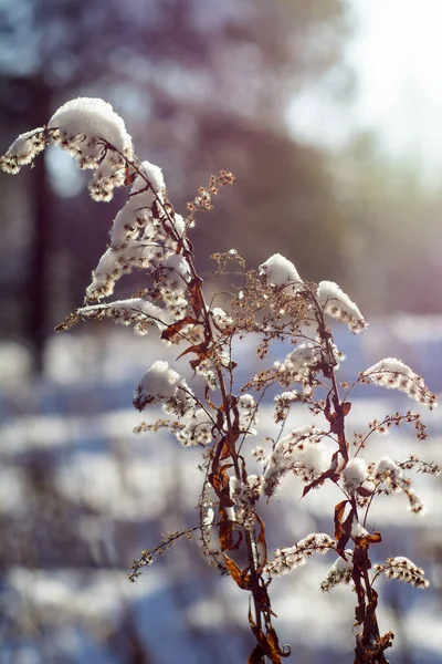 Journée Givrée Ensoleillée Dans Une Forêt Enneigée Hiver — Photo