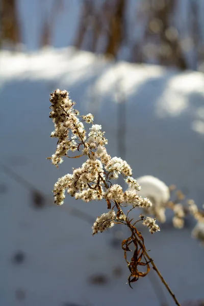 Journée Givrée Ensoleillée Dans Une Forêt Enneigée Hiver — Photo