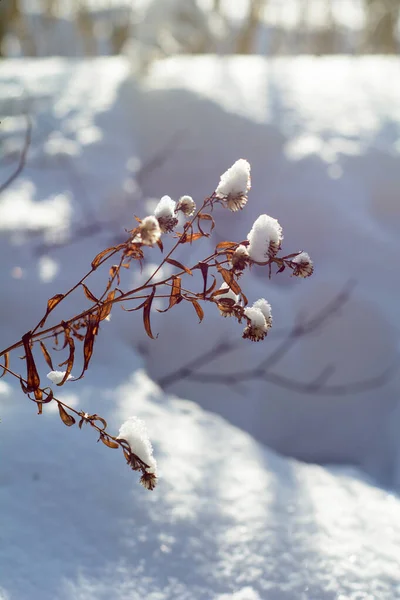Karlı Bir Kış Ormanında Güneşli Soğuk Bir Gün — Stok fotoğraf