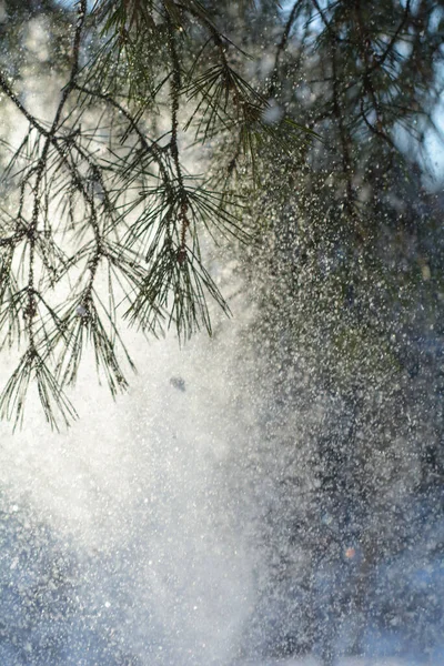 Sunny Frosty Day Snowy Winter Forest — Stock Photo, Image