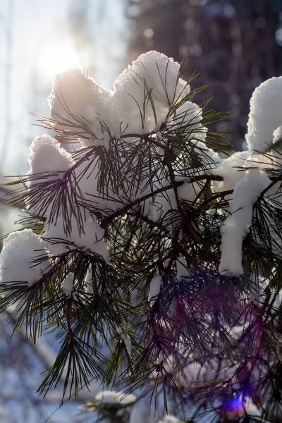 Journée Givrée Ensoleillée Dans Une Forêt Enneigée Hiver — Photo