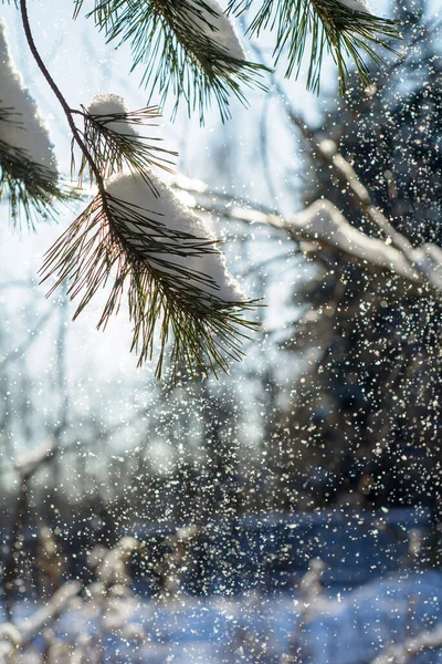 Journée Givrée Ensoleillée Dans Une Forêt Enneigée Hiver — Photo