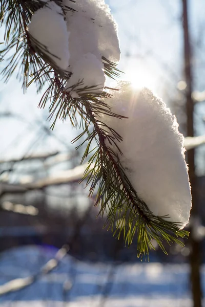 Journée Givrée Ensoleillée Dans Une Forêt Enneigée Hiver — Photo