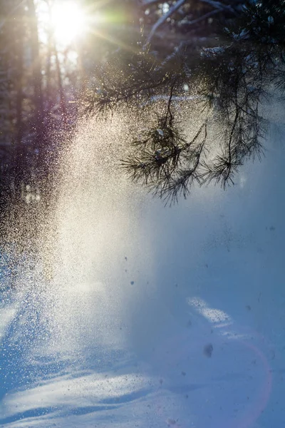 Soleado Día Helado Bosque Invierno Nevado —  Fotos de Stock