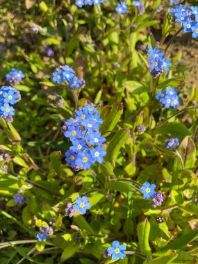 Güneşli bir bahar ormanında taze bahar çiçeği