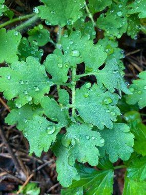 Taze bahar yaprakları ile sabah çiyleri bir bahar çayırı veya tarlasında