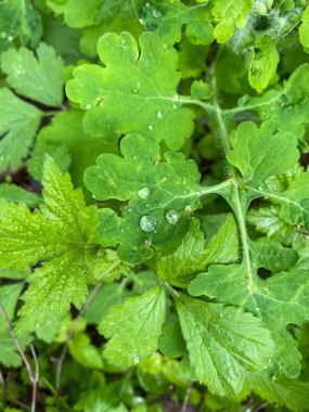 Taze bahar çimenleri ile sabah çiği bir bahar çayırı veya tarlasında