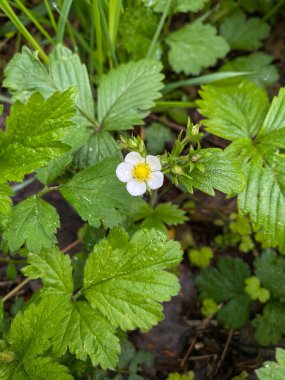 Güneşli bir bahar ormanında taze bahar çiçeği