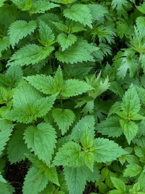 Bahar çayırlarında ya da çayırlarda sabah çiğ taneleriyle taze bahar ısırganı.