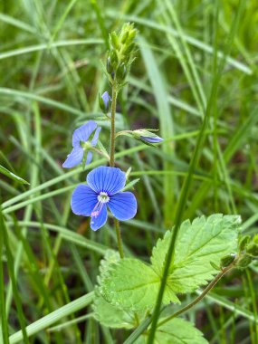 Güneşli bir bahar ormanında taze bahar çiçeği