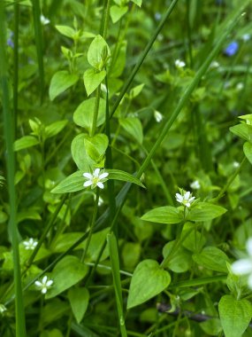 Güneşli bir bahar ormanında taze bahar çiçeği