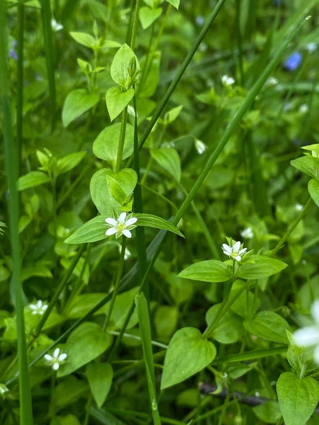 Güneşli bir bahar ormanında taze bahar çiçeği