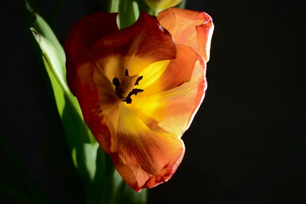 Tulipa vermelha soprada — Fotografia de Stock