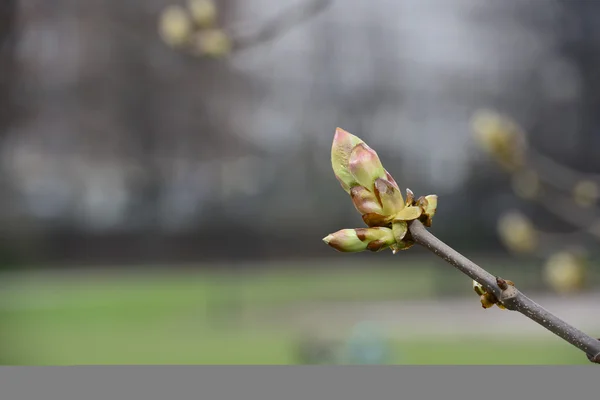 Chestnut bud on a branch — Stock Photo, Image