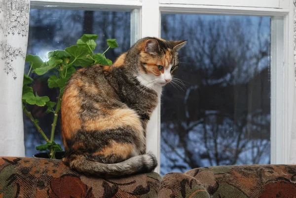 Gato sentado na parte de trás do sofá — Fotografia de Stock