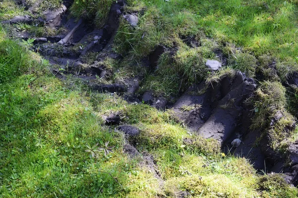 Kolové traktory stezka v lese — Stock fotografie