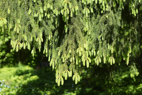 În jos ramuri agățate de molid în pădure, orizontală — Fotografie, imagine de stoc