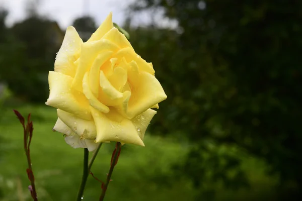 Close up of blooming yellow rose — Stock Photo, Image