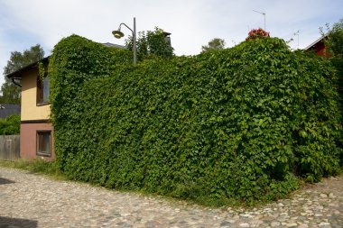 çevrede belgili tanımlık ev, cobblestones yeşil çit