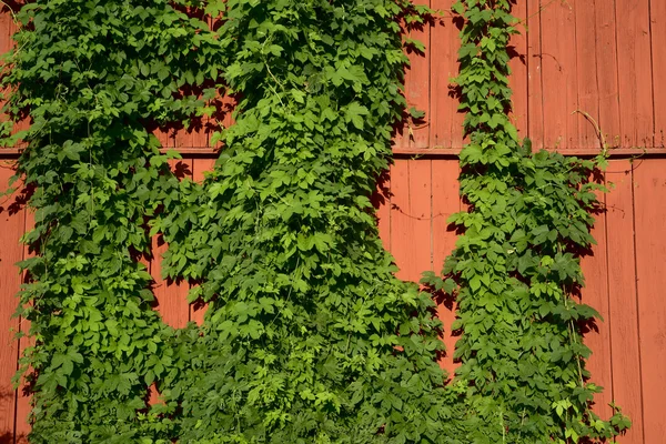 Klimop op een rode houten muur — Stockfoto