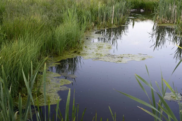 Bewachsener Teich Grüner Schlamm Gras Und Schilf — Stockfoto