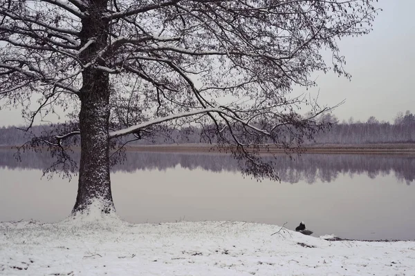 Зимний Пейзаж Деревьями Озера — стоковое фото