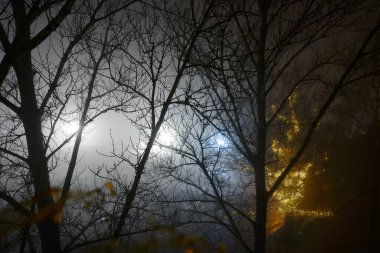 En üst kattaki ağaçların penceresinden gece görüşü sisin içindeki ağaçlar ve Noel ışıkları.