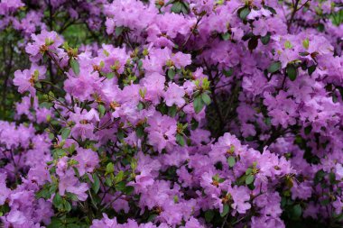 Çiçek açan güzel rhododendron çiçekleri Yaklaş