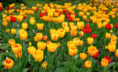 Güzel sarı ve kırmızı laleler tarlası