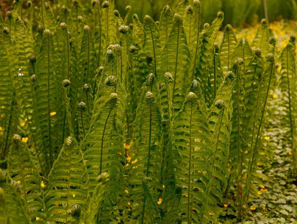 Helecho Extraño Luz Del Sol Jardín Botánico — Foto de Stock