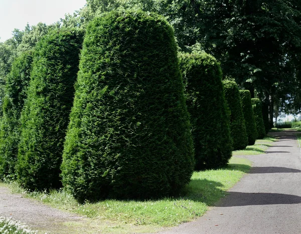 Geometrikus Alakú Thuja Fák Hagyományos Kertben — Stock Fotó