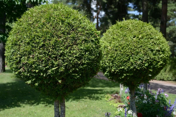 Kugelförmige Thuja Bäume Einem Traditionellen Garten — Stockfoto