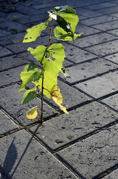 Little sprout of a birch-tree growing on the pavement — Stock Photo, Image