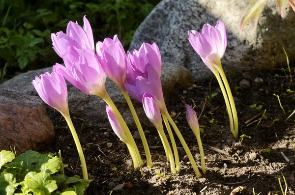 Güneşli colchicum flowerbed içinde — Stok fotoğraf