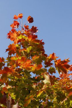 autumn leaves against the blue sky clipart