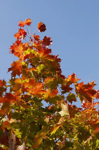 Foglie d'autunno contro il cielo blu — Foto Stock