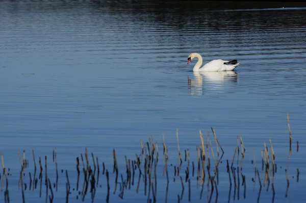 Cisne blanco nadando en el lago —  Fotos de Stock