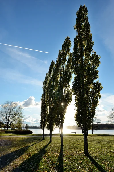 Träd i park nära lake — Stockfoto