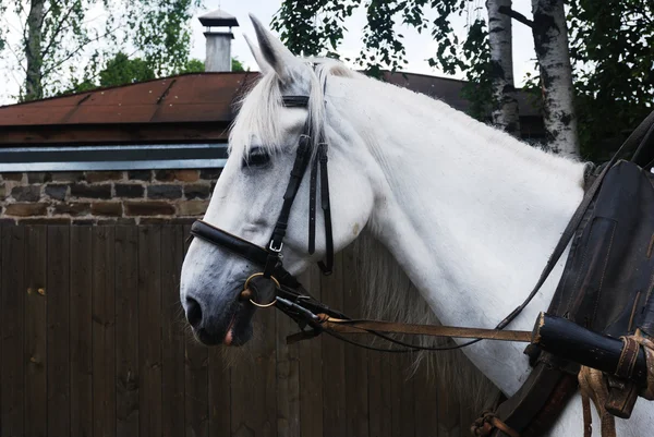 Primo piano di cavallo bianco imbrigliato all'aperto — Foto Stock